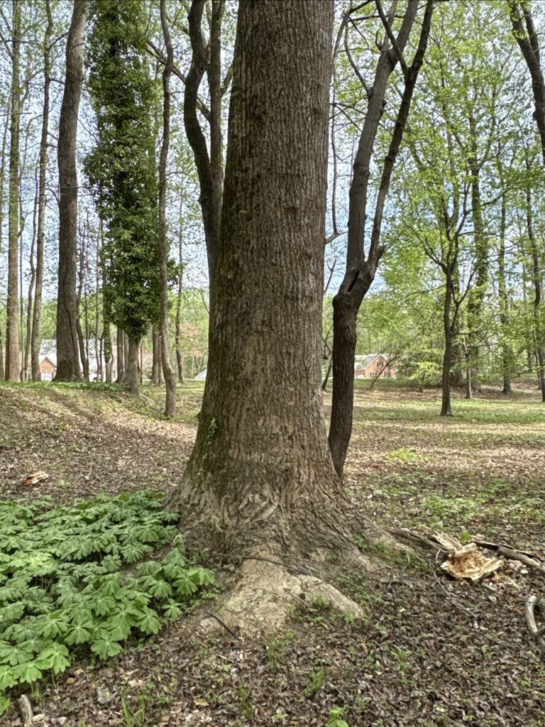 Property photo for land for sale in Beaufort County North Carolina