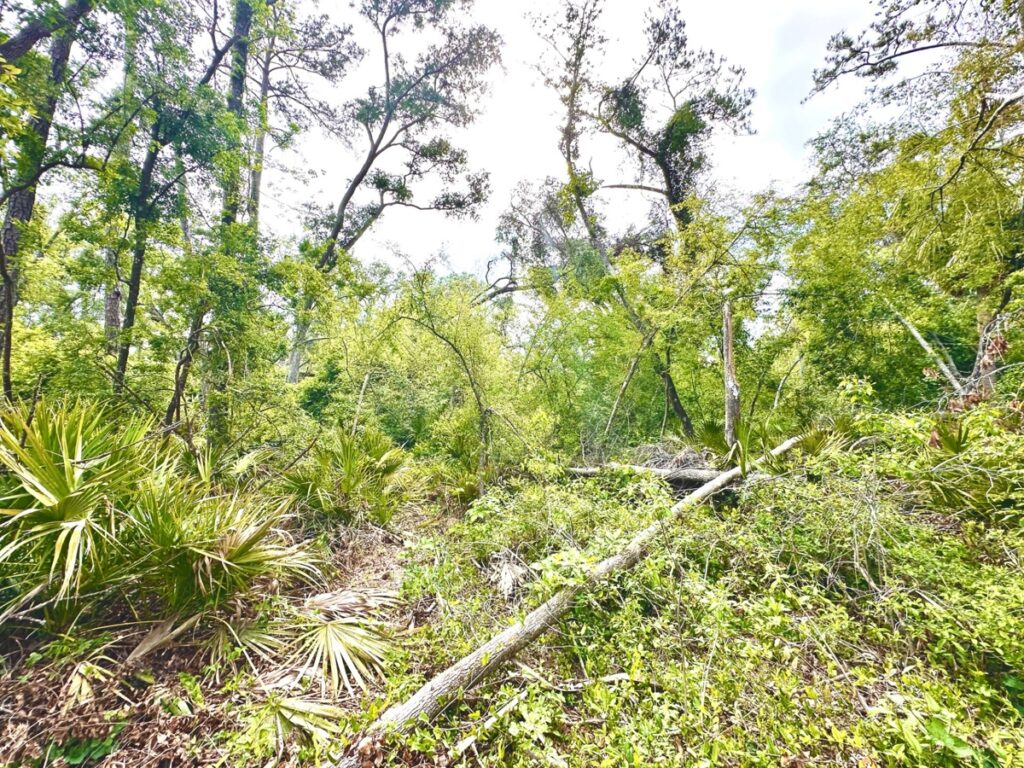 Property photo for land for sale in Lafayette County Florida