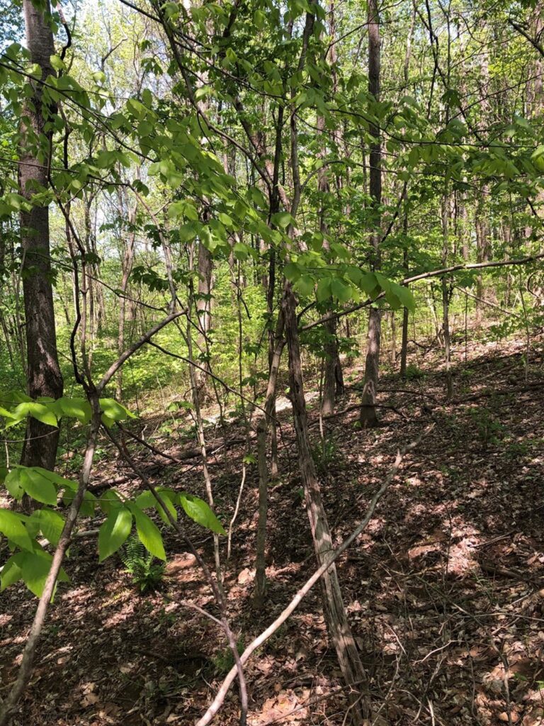 Property photo for land for sale in Barren County Kentucky