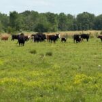 Property photo for land for sale in Bowie County Texas