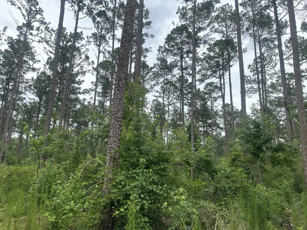 Property photo for land for sale in Ouachita County Arkansas