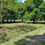 Property photo for land for sale in  County Panama