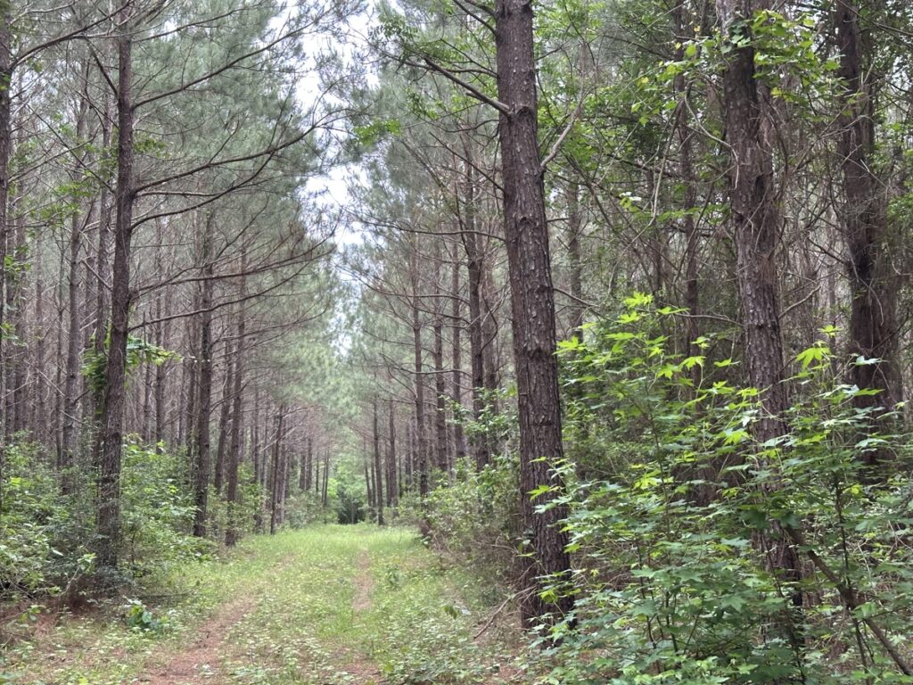 Property photo for land for sale in Angelina County Texas