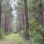 Property photo for land for sale in Angelina County Texas