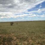 Property photo for land for sale in Torrance County New Mexico