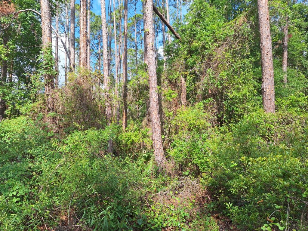 Property photo for land for sale in Dixie County Florida