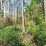 Property photo for land for sale in Dixie County Florida