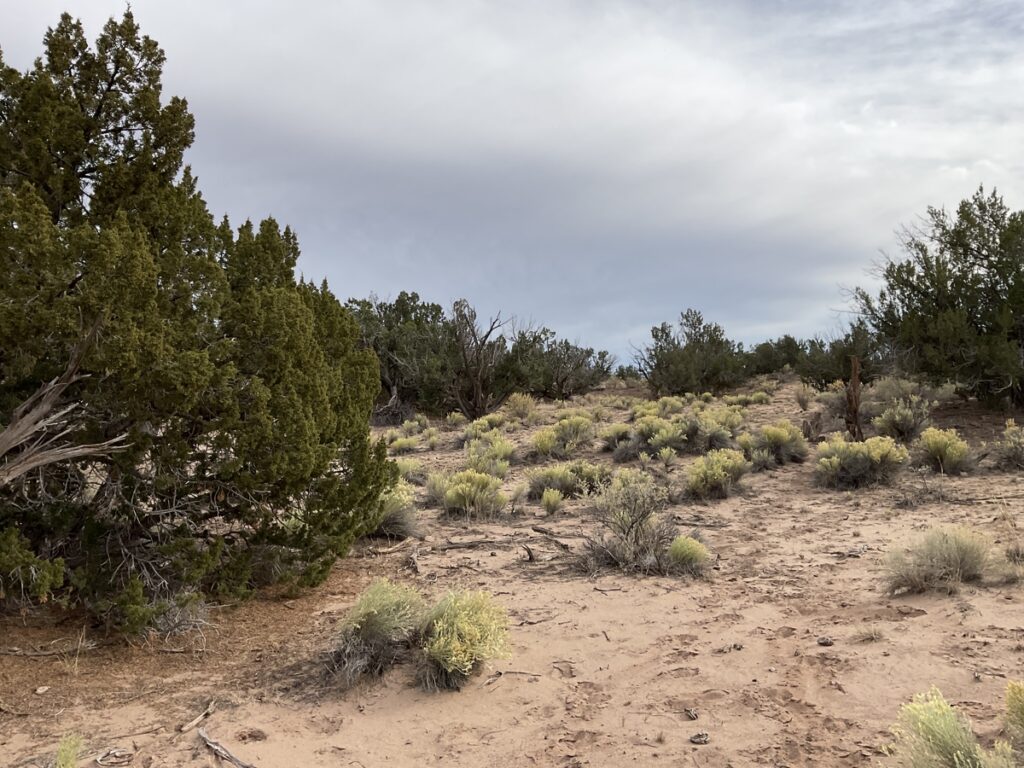 Property photo for land for sale in Apache County Arizona