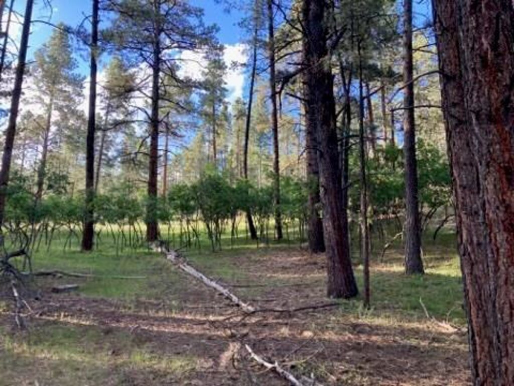 Property photo for land for sale in Rio Arriba County New Mexico