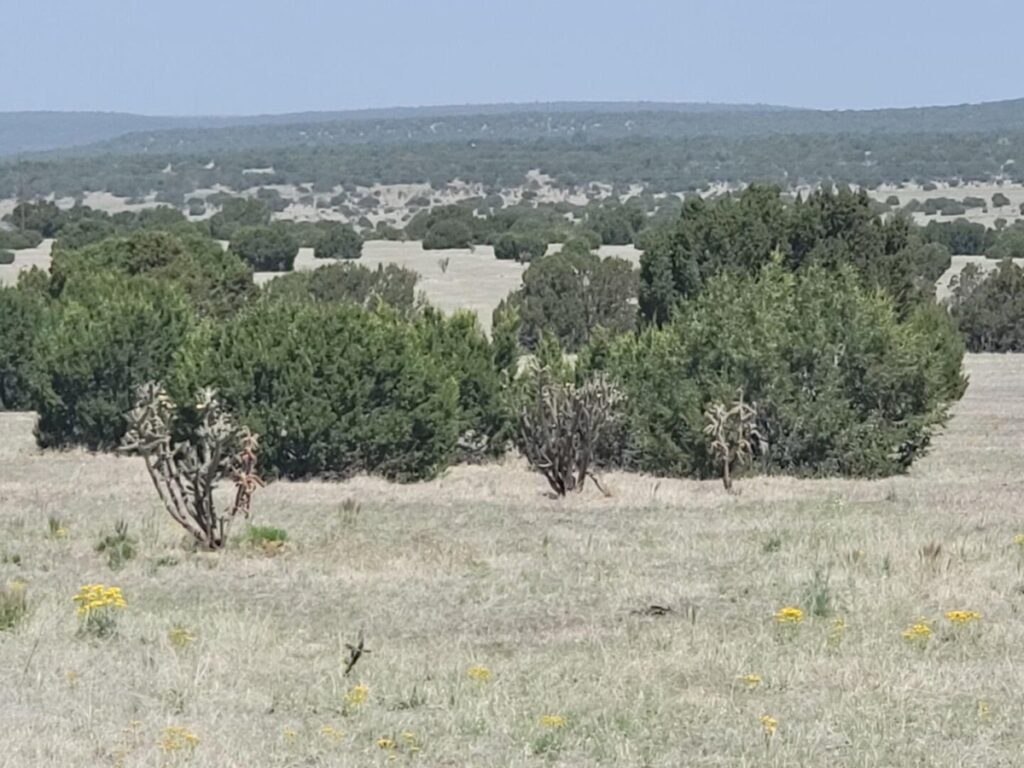 Property photo for land for sale in Torrance County New Mexico