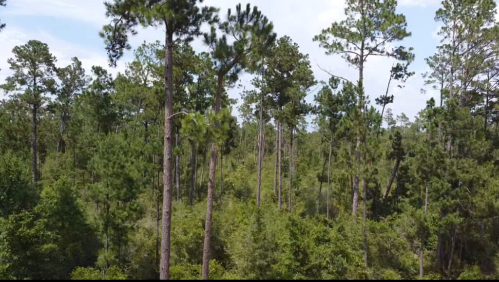 Property photo for land for sale in Jackson County Florida
