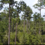 Property photo for land for sale in Jackson County Florida