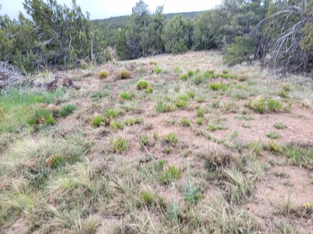 Property photo for land for sale in Torrance County New Mexico