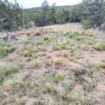 Property photo for land for sale in Torrance County New Mexico