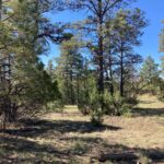 Property photo for land for sale in Rio Arriba County New Mexico