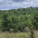 Property photo for land for sale in McCurtain County Oklahoma