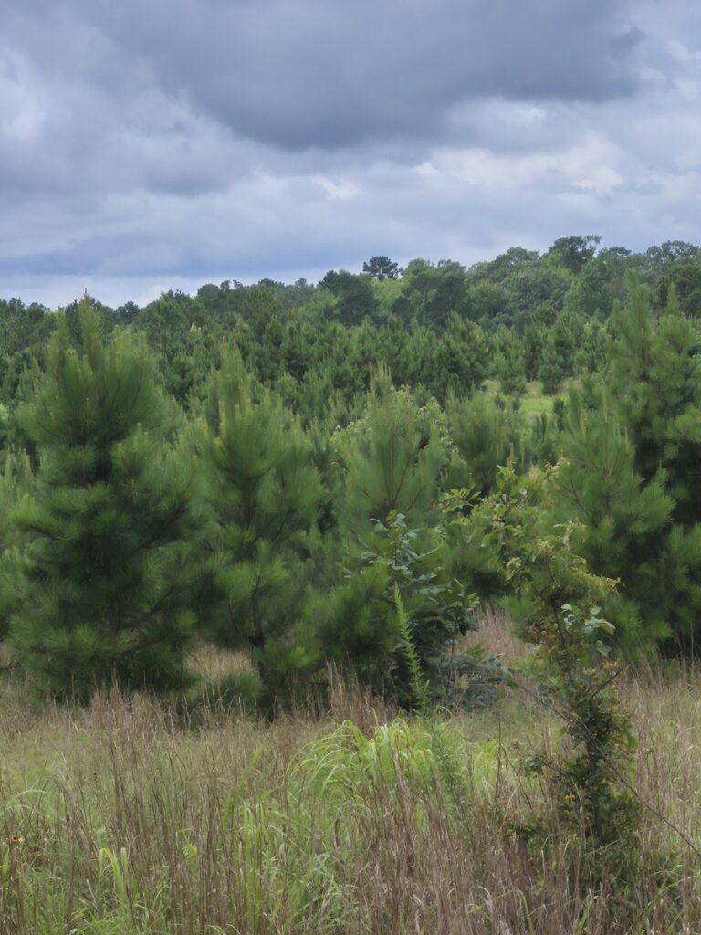 Property photo for land for sale in McCurtain County Oklahoma