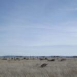 Property photo for land for sale in Torrance County New Mexico