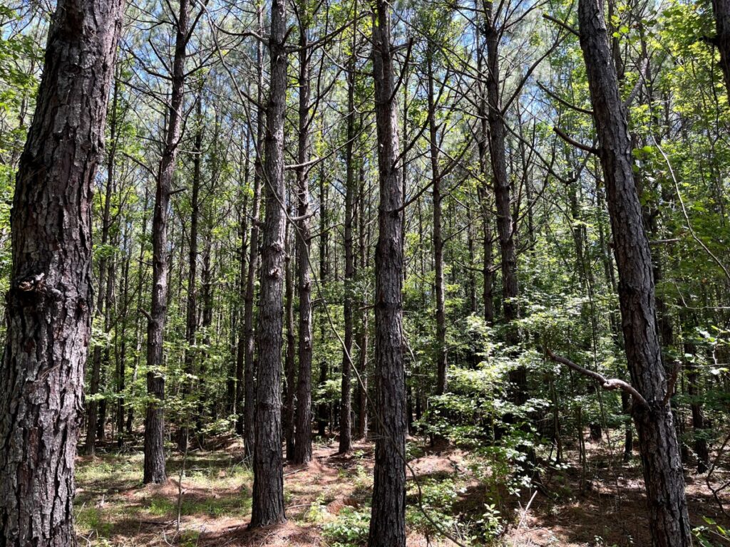 Property photo for land for sale in Hot Spring County Arkansas