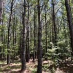 Property photo for land for sale in Hot Spring County Arkansas