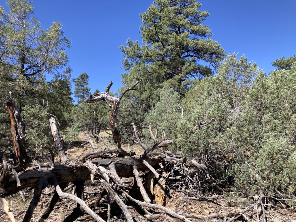 Property photo for land for sale in Rio Arriba County New Mexico