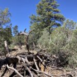 Property photo for land for sale in Rio Arriba County New Mexico