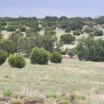 Property photo for land for sale in Torrance County New Mexico