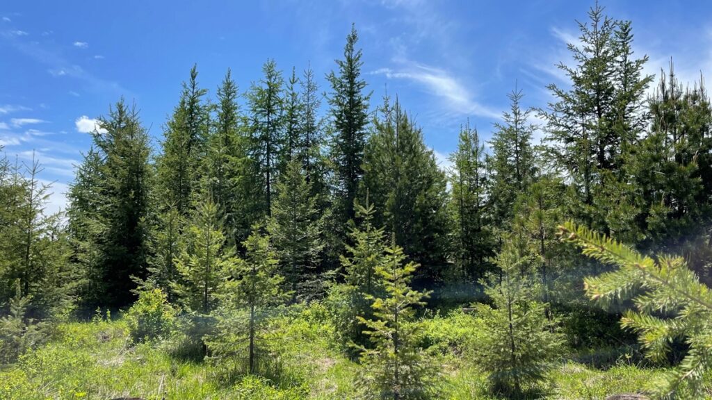 Property photo for land for sale in Clearwater County Idaho