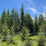 Property photo for land for sale in Clearwater County Idaho