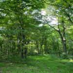 Property photo for land for sale in Searcy County Arkansas