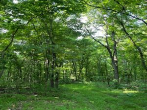 Property photo for land for sale in Searcy County Arkansas
