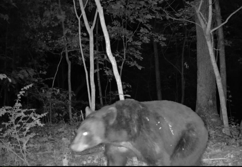 Property photo for land for sale in Washington County Arkansas