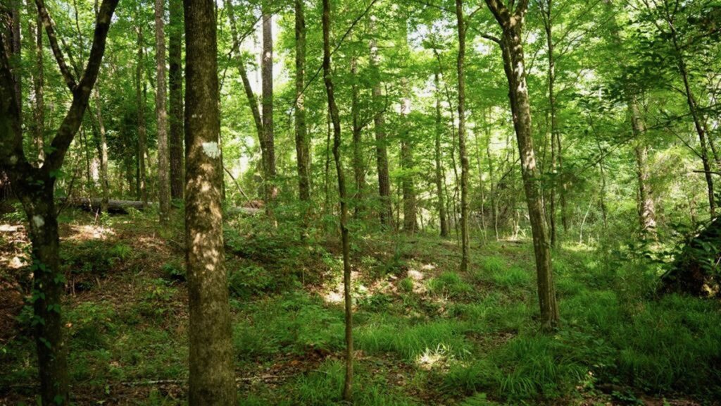 Property photo for land for sale in East Feliciana County Louisiana