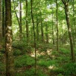 Property photo for land for sale in East Feliciana County Louisiana