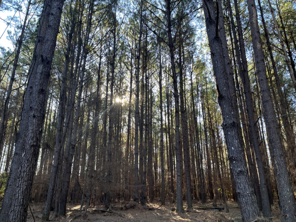 Property photo for land for sale in Union County Arkansas