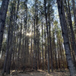 Property photo for land for sale in Union County Arkansas