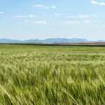 Property photo for land for sale in Hill County Montana