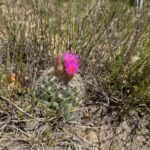 Property photo for land for sale in Rio Arriba County New Mexico