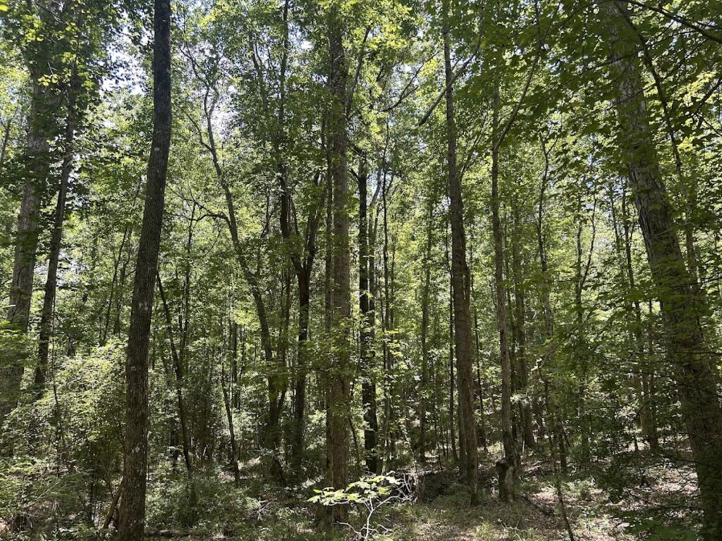 Property photo for land for sale in Chilton County Alabama