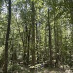 Property photo for land for sale in Chilton County Alabama