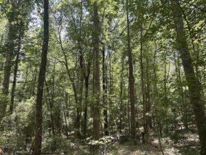 Property photo for land for sale in Chilton County Alabama