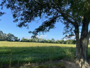 Property photo for land for sale in Vermilion County Louisiana