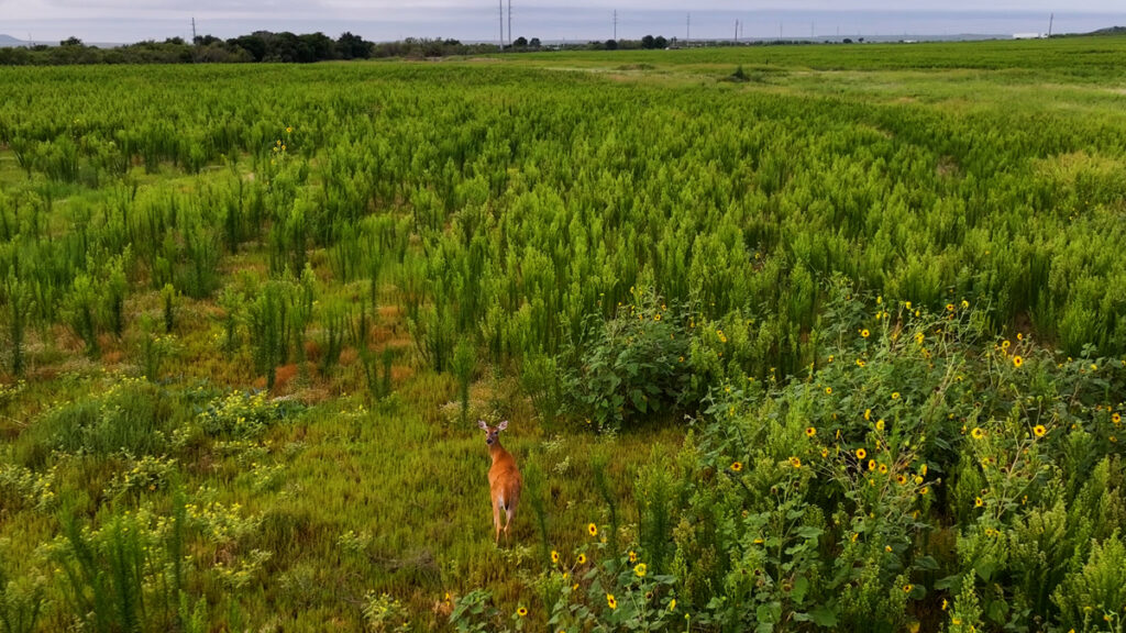 Property photo for land for sale in Hardeman County Texas
