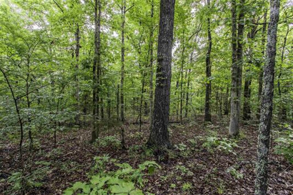 Property photo for land for sale in Fulton County Arkansas