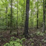 Property photo for land for sale in Fulton County Arkansas