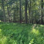 Property photo for land for sale in Mecklenburg County Virginia