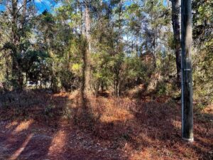 Property photo for land for sale in Dixie County Florida