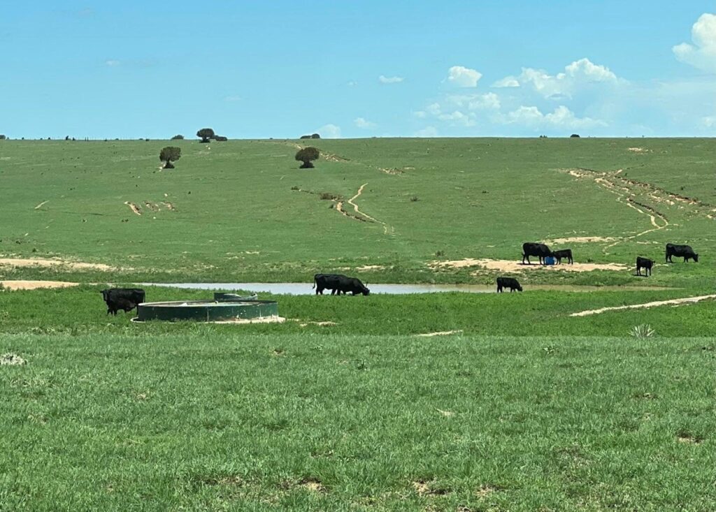 Property photo for land for sale in Torrance County New Mexico