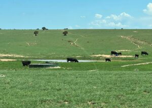 Property photo for land for sale in Torrance County New Mexico