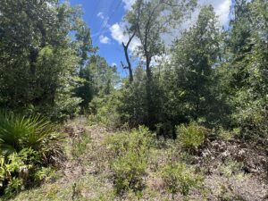 Property photo for land for sale in Dixie County Florida